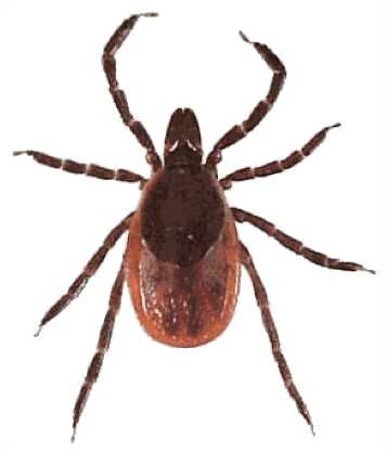 adult deer tick