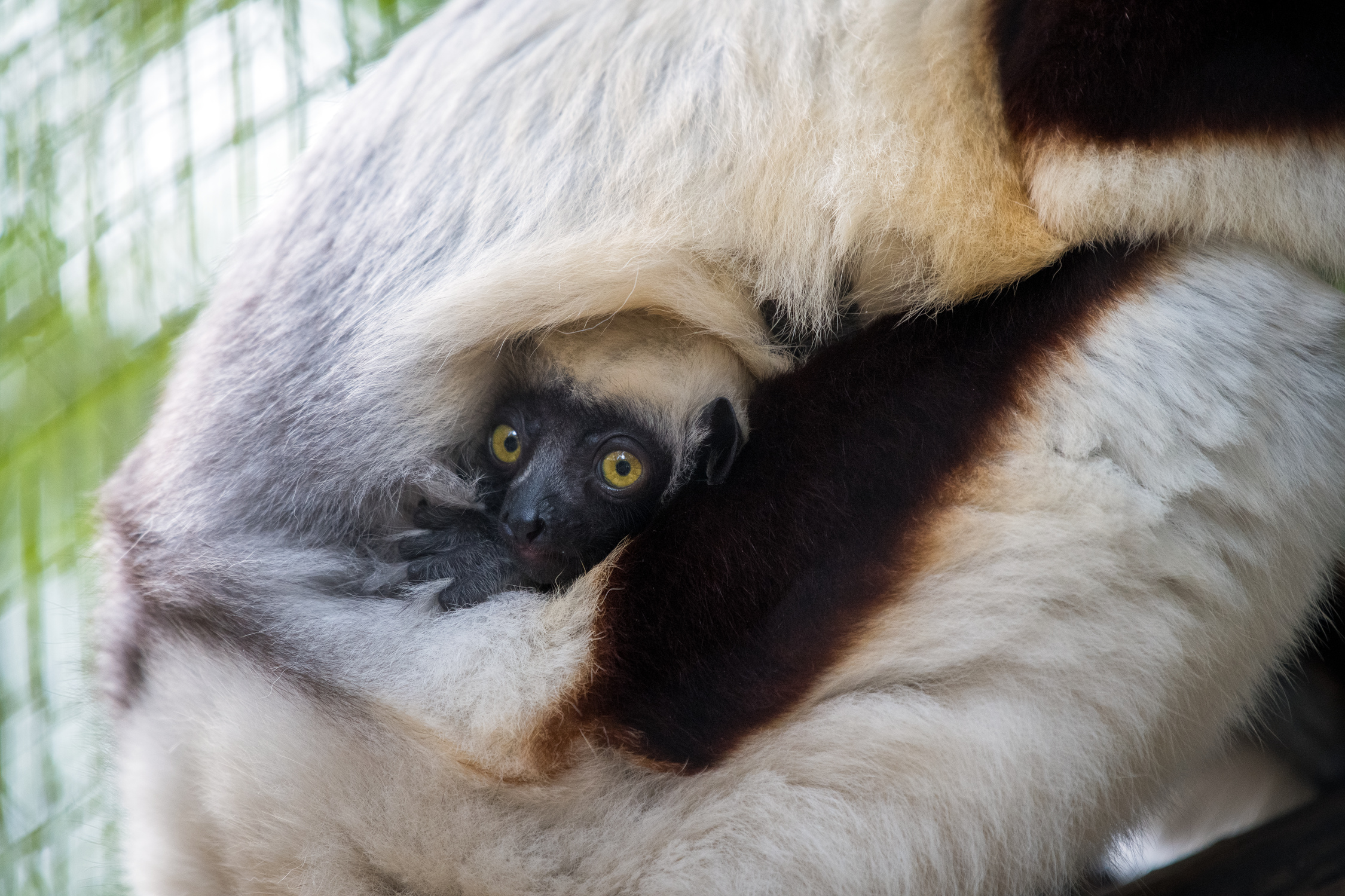 Coquerel's Sifaka Baby 2019-0001-4680