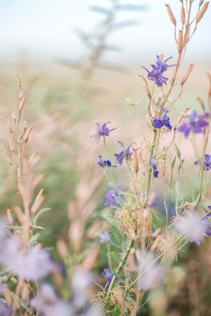Wild Flowers by Relics of Rainbows Photo