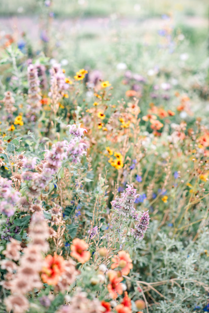 Desert Flowers by Relics of Rainbows Photo