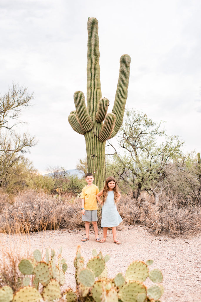 Sunset walk through Saguaro National Park, Tucson to learn about the Sonoran desert