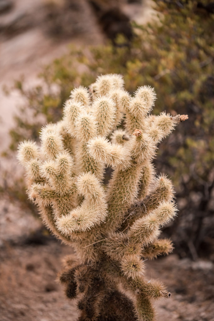 Cactus Shot by Relics of Rainbows Photo