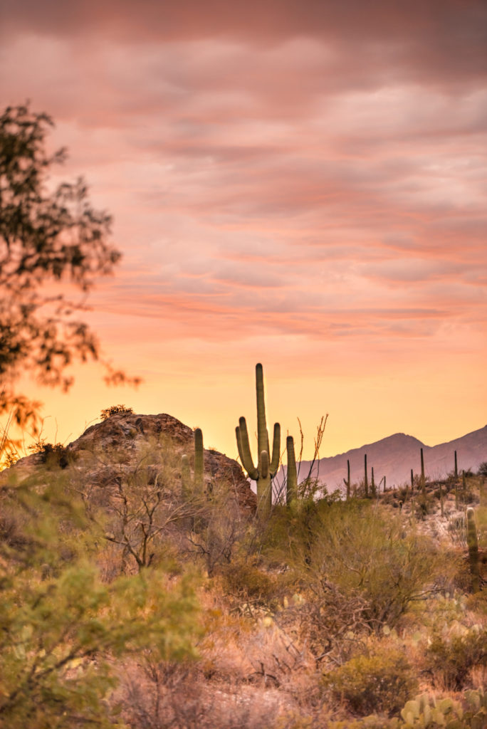 Sunset at Saguaro National Park,
Tucson, Arizona by Relics of Rainbows Photo