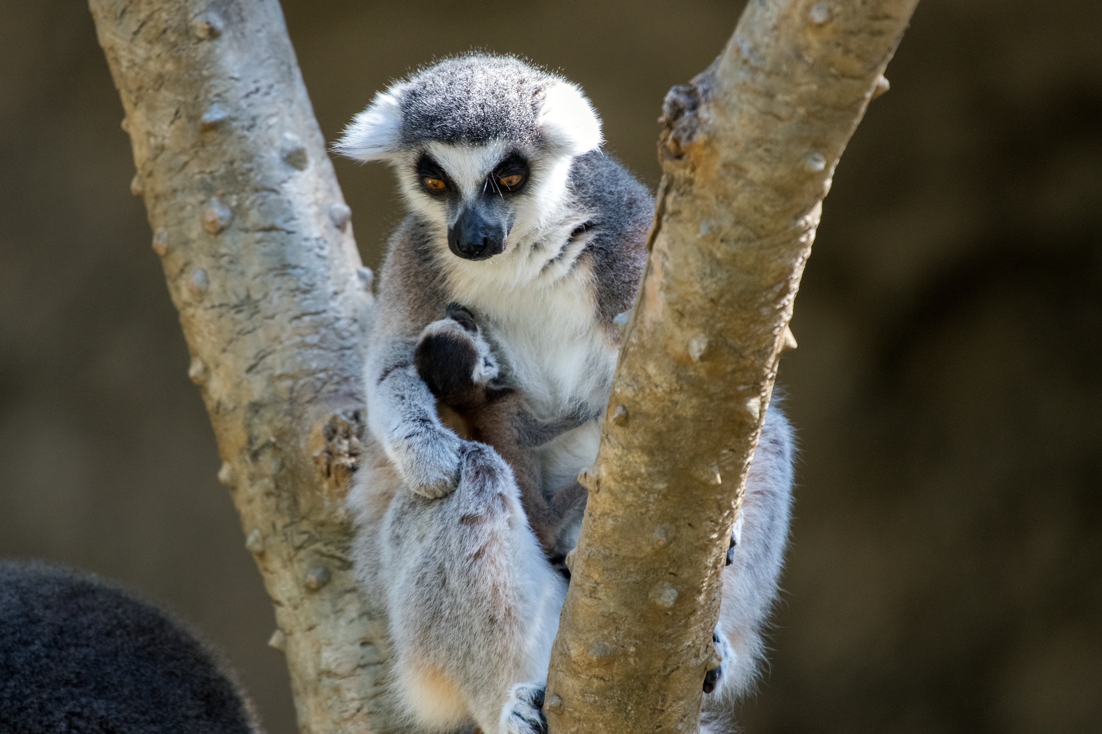 RTL Lemur Baby 2019-0015-4931