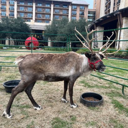 JW Marriott San Antonio Hill Country Resort and Spa