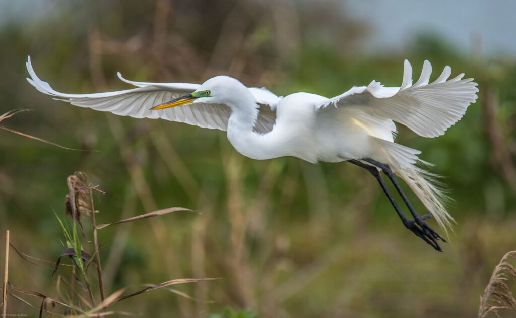 birds summer series buffalo bayou
