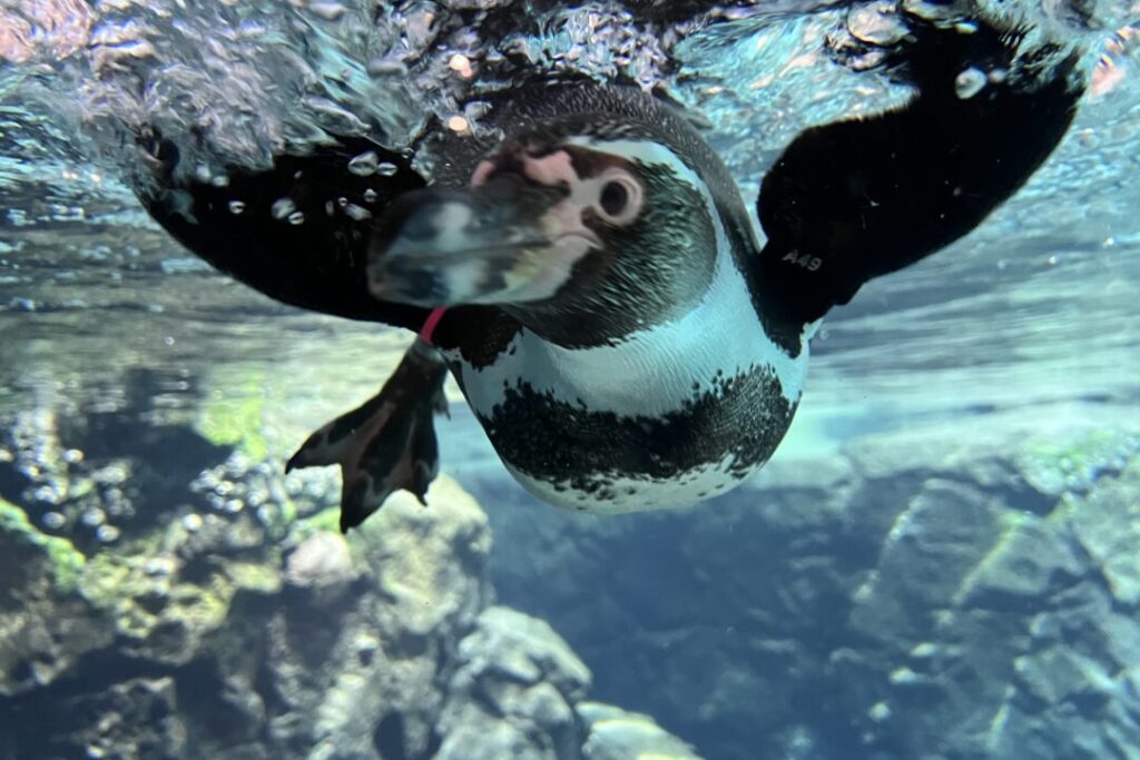 galapagos houston zoo